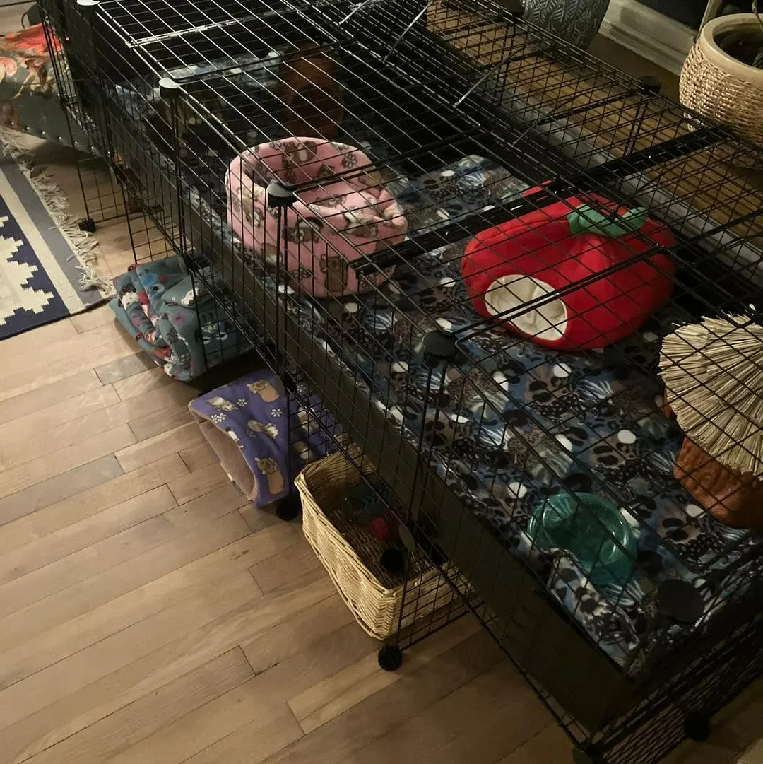 Long black grid cage lined with fleece, with fleece beds and a hay-roof hide