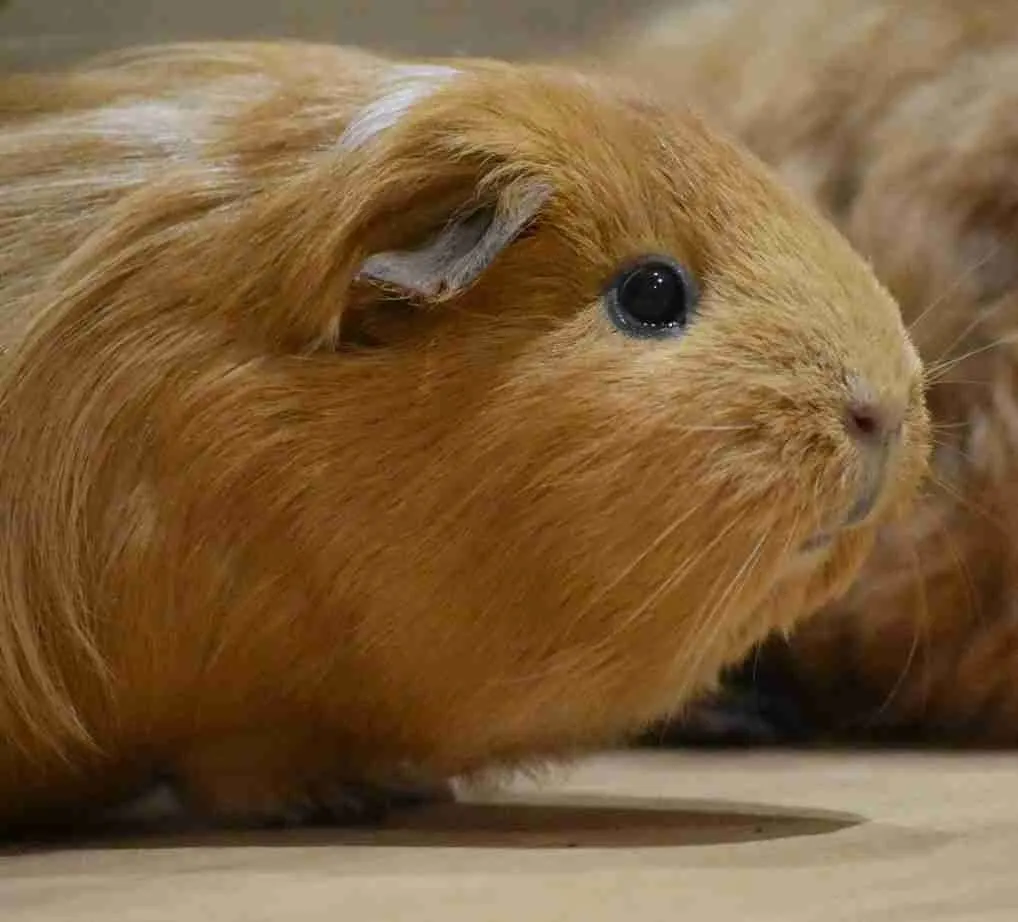 Close-up of a ginger long-haired guinea pig