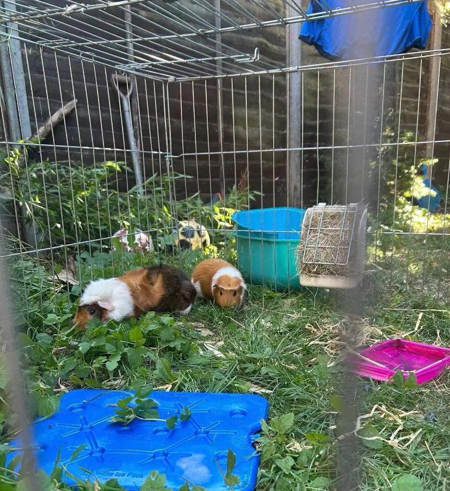 Two guinea pigs grazing in a wire pen on grass, with shade, a hay rack, water and a frozen ice pack to lie on