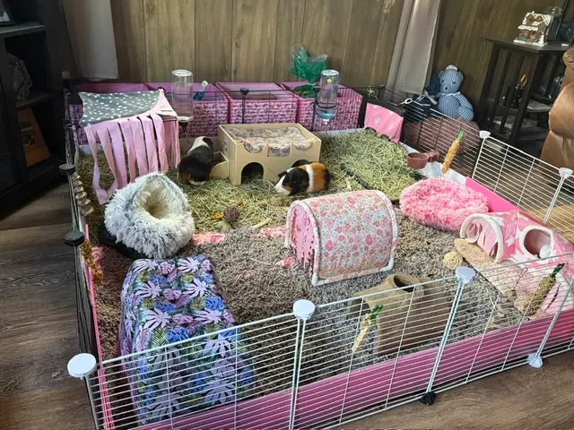 Large C&C cage with a pink coroplast base, a hay area, paper bedding and many hides, tunnels and fleece beds