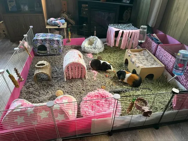 Overhead view of a large C&C cage split into a hay zone and a paper-bedding zone, with two guinea pigs and plenty of hides
