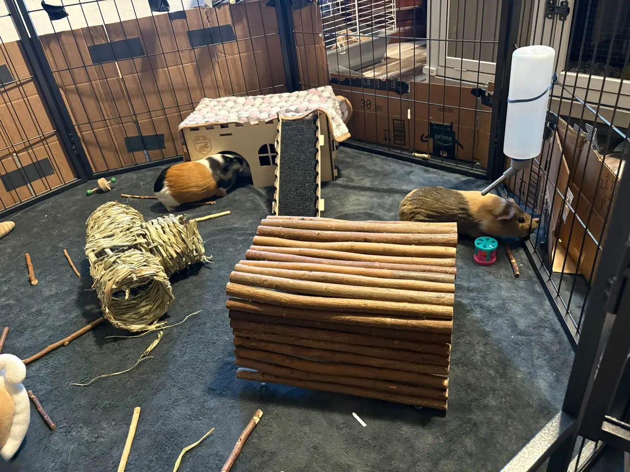 Metal playpen lined with cardboard, with a fleece floor, a wooden house with ramp, a willow bridge and a grass tunnel